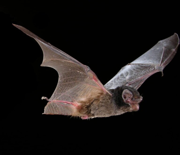 Goulds-wattled-bat