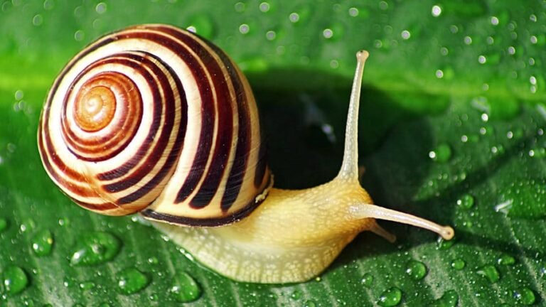 snail 1