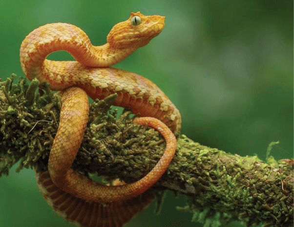 new species of eyelash vipers