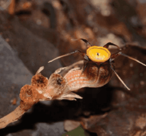 Thismia malayana