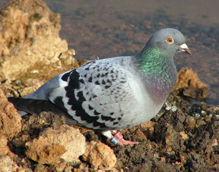 Homing-domestic-pigeon