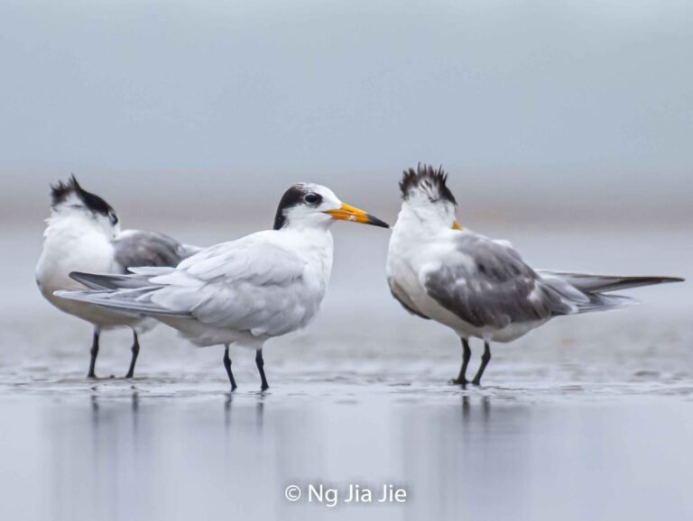 Rare Seabird