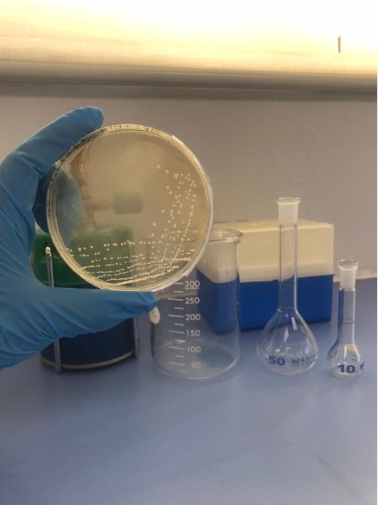 Microbiome